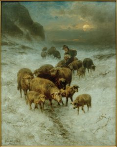Retour du troupeau de moutons